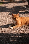 sheriff's Photo