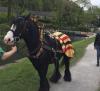 Horse Boating
