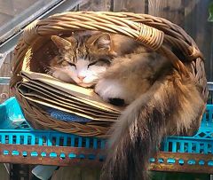youve heard of 'Chicken in a basket'