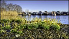 Wall Screw-moss at Great Haywood Marina