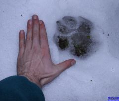 Footprint in the Snow