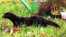 More information about "Mink at Cowroast"