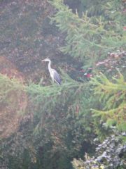 Heron in a Christmas Tree