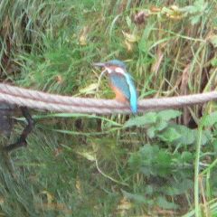 Kingfisher a bit close