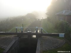 Misty morning