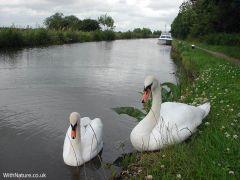 Swans canalside