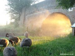 Sunrise bridge