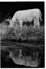 Cow Reflection - Grand Canal, Eire