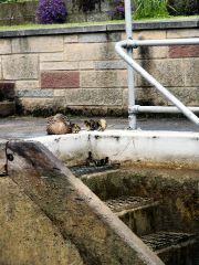Steps in Shepperton Lock , R. Thames