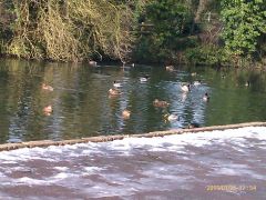 Ducks at Dobbs Weir