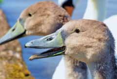Cygnets that I kayaked with since they hatched from eggs