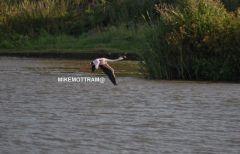 Flamingo on Croxton flash
