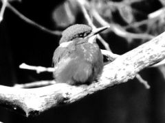 B/W Kingfisher