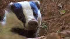 More information about "Canalside Badger sett"