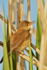 Chorus of the reed beds