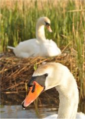 Swans that I kayaked with 