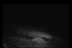 Cheshire Otter