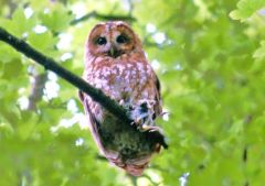 Tawny 