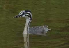 Young Grebe on Croxton flash