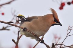 Waxwings down by the canal moorings
