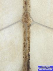 Delicious close-up of bathroom mould