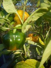 Indian Summer - homegrown peppers ripening in October!