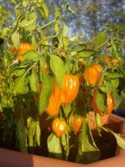Indian summer - Scotch Bonnet chillis ripening nicely