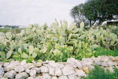 Cacti on Dry Stone Walls