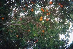 Orange Grove