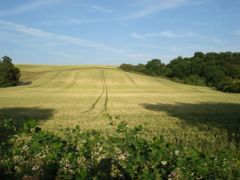 Fields of Hertfordshire - June 2006