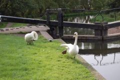 Swans at lock 71.jpg