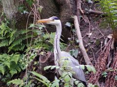 HERON MON/BREC CANAL 2007