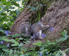 SQUIRREL TAKEN OFF THE TOWPATH