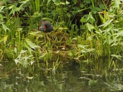 MOORHENS NEST ON THE MON/BREC CANAL