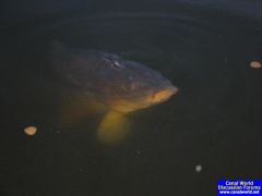 Carp in "Cow Roast" Marina - Grand Union