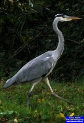 More information about "Heron Web 1.jpg"