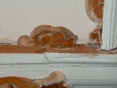 Dry Rot