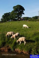 Mint sauce anybody ??????