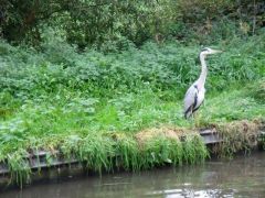Heron Asby canal 2011.jpg