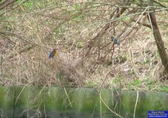 Pair of Kingfishers