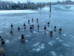 Ducks on Ice (Duck á la Rocks?), Swanley