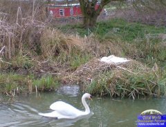 Swans Nest at Foxton