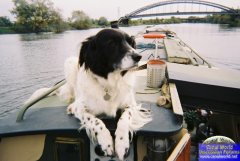 Dog and boat in perfect harmony!