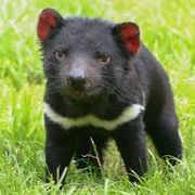 Tassie Devil