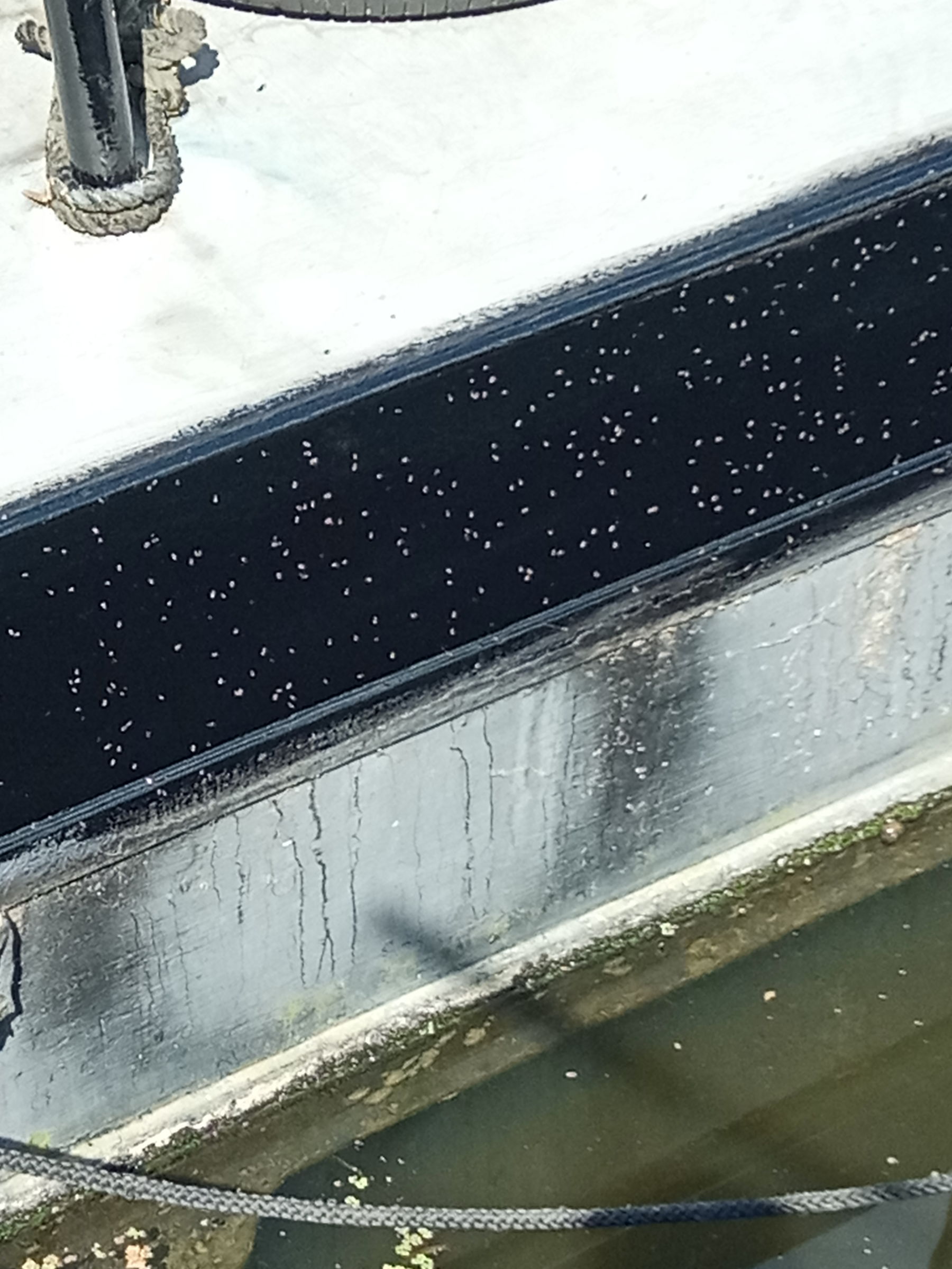 Are flies attracted to wet paint? Boat Building & Maintenance Canal