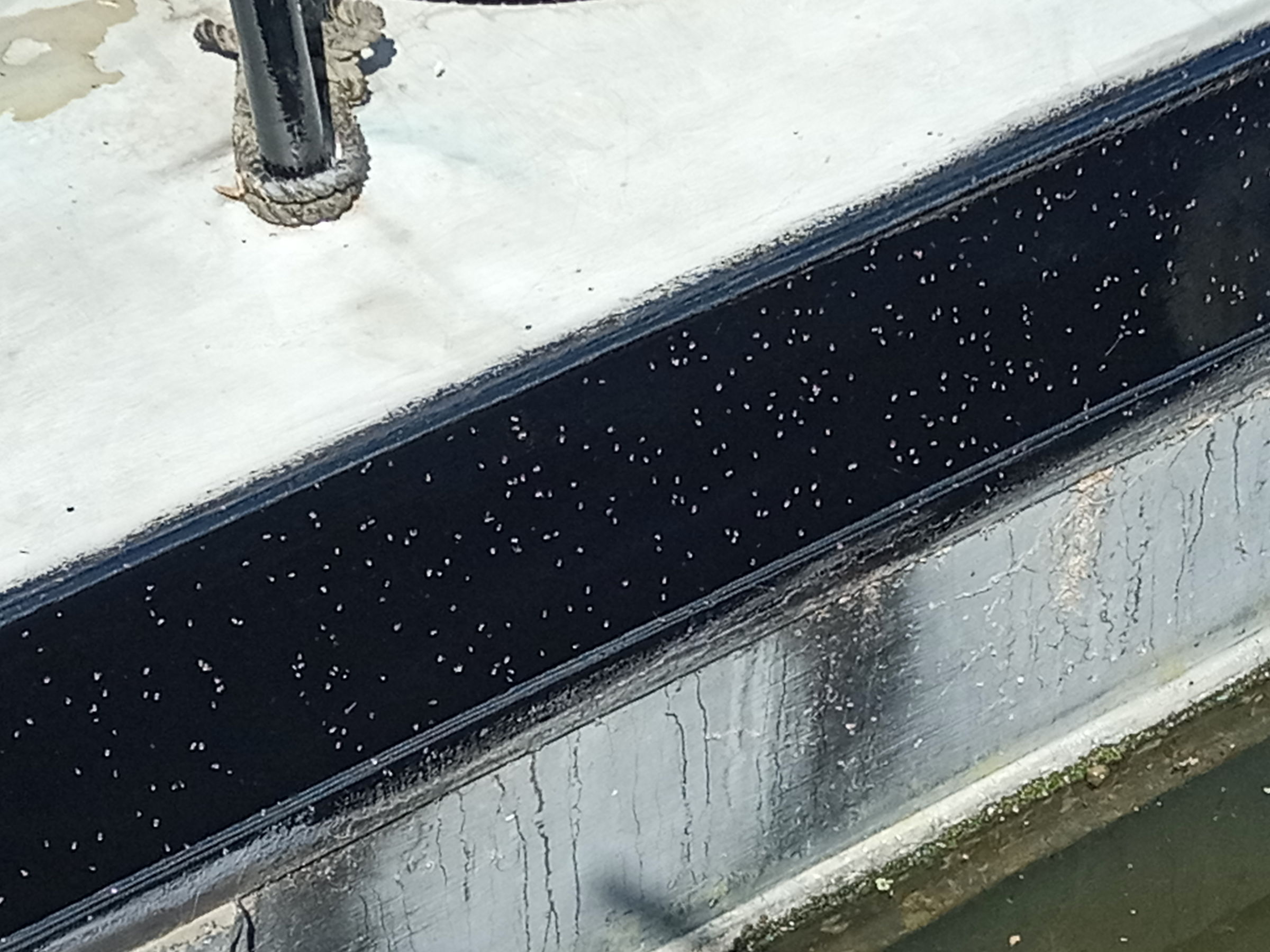 Are flies attracted to wet paint? Boat Building & Maintenance Canal