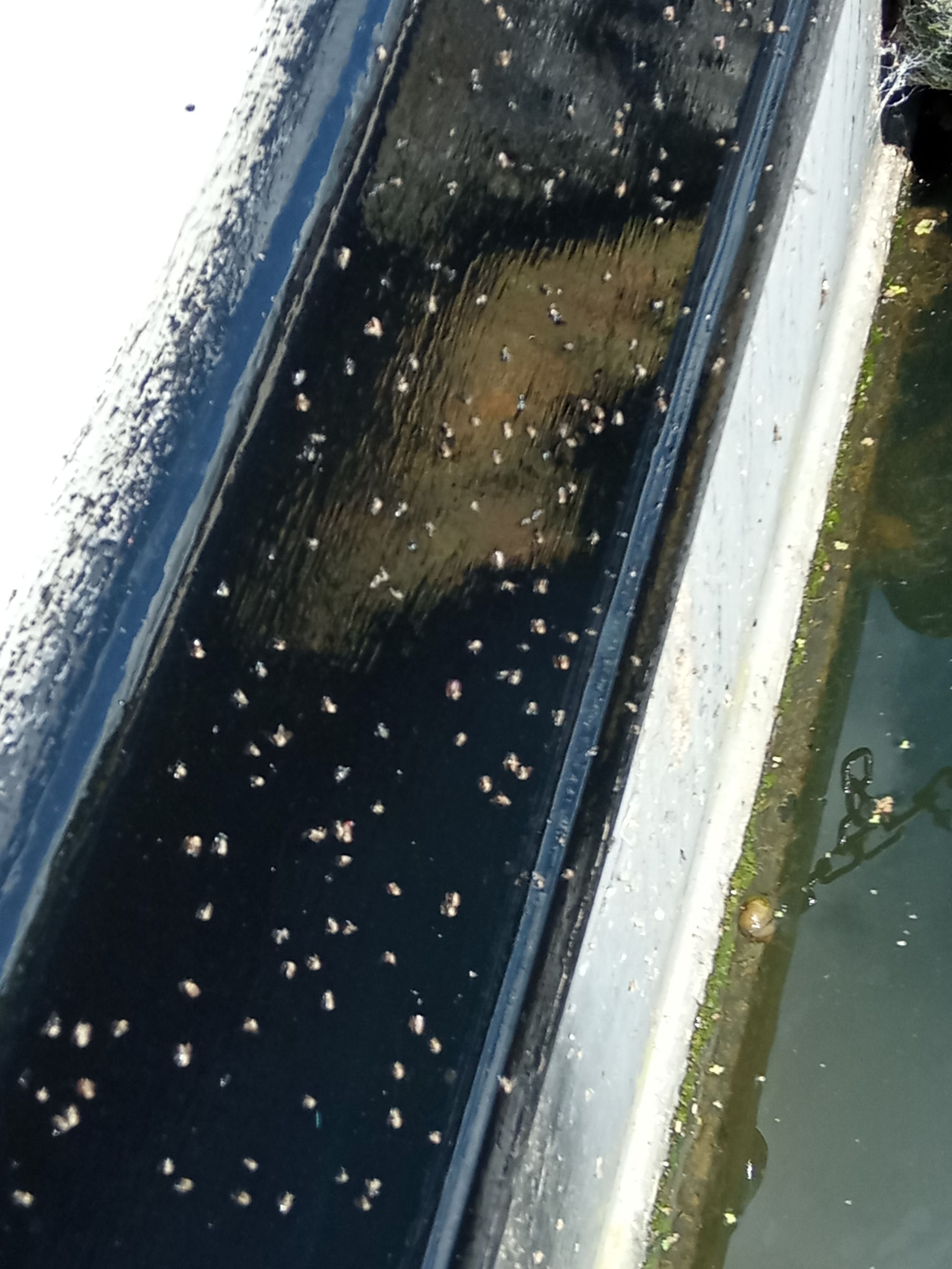 Are flies attracted to wet paint? Boat Building & Maintenance Canal
