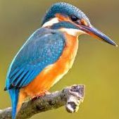 kingfisher42