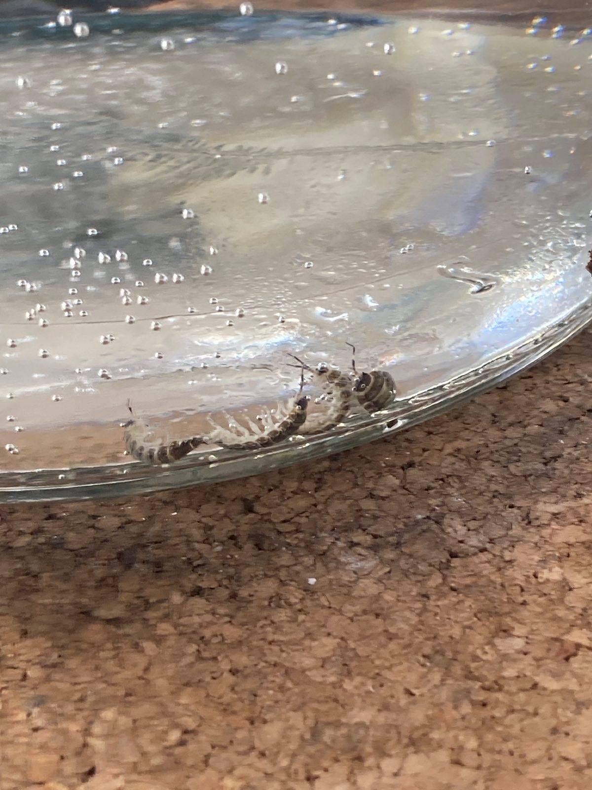 Louse In Drinking Water - Living Afloat - Canal World