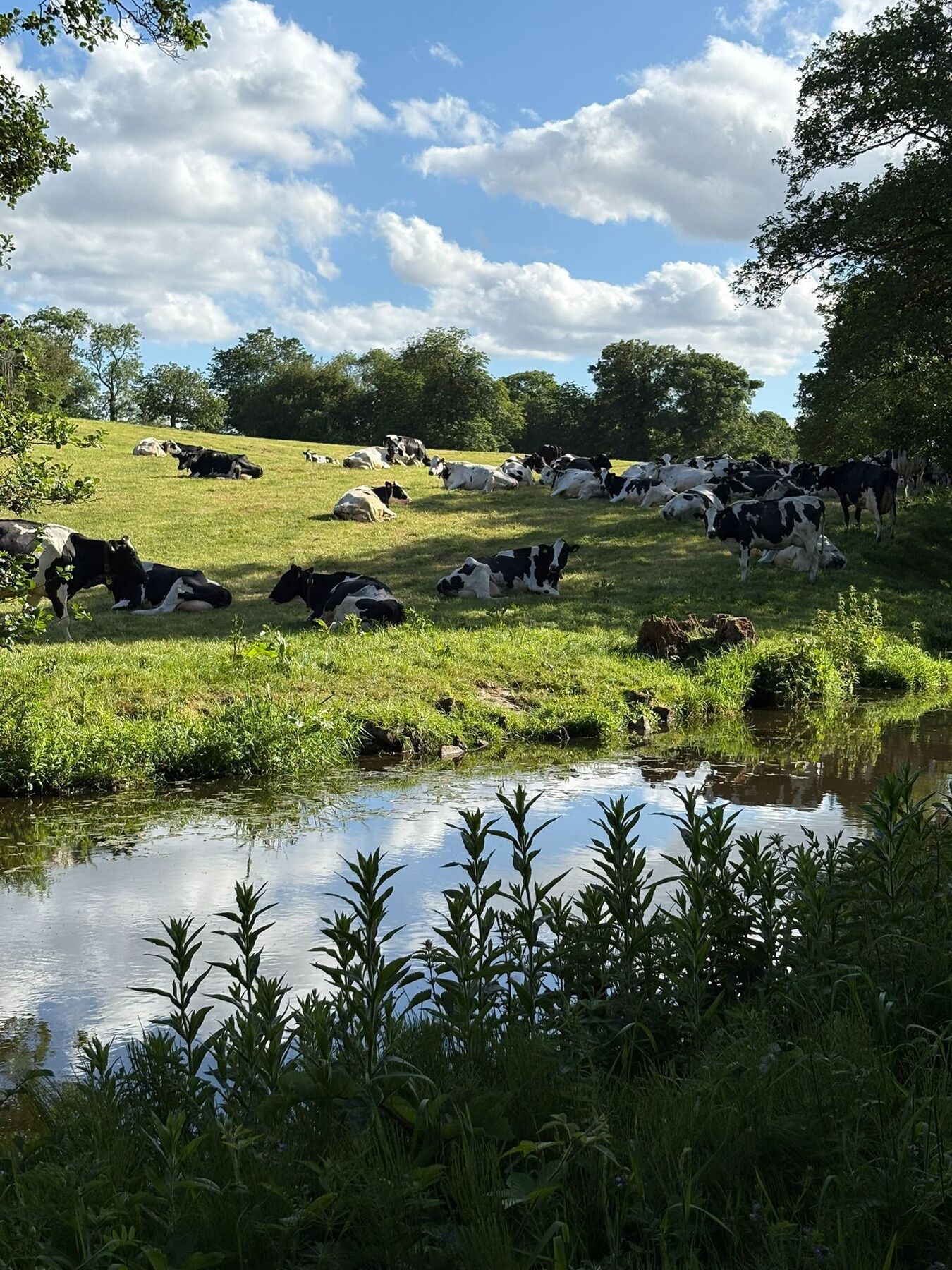 Cows.JPEG